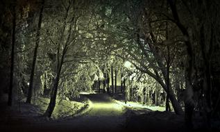 night illumination in a winter park