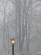 Light Lamp in grey forest