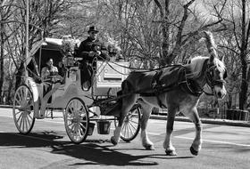 Carriage People Transportation Black And white