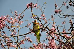 yellow parrot on a flowering tree in spain