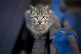 Cute cat Animal on street