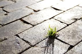 Grass on Street Sidewalk