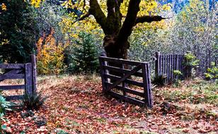 Beautiful and colorful landscape of the colorful forest, with the fence, with the gate, in the autumn