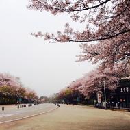 Seoul Land pink trees