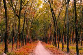 Rubber Road Sunny forest