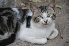 Cat street Portrait