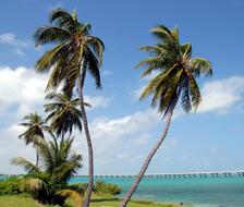 Beautiful and colorful palm trees on the colorful shore of the Bahia Honda, in Florida, USA