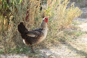 Chicken Sun grass