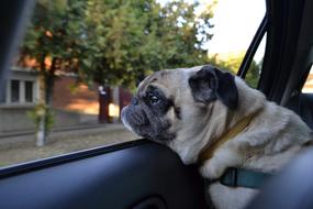 Dog Pug Car street