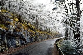 Switzerland road and trees