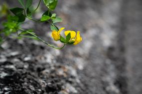 Flower Yellow green Small
