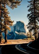 Yosemite National Park California trees