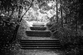 Black and white landscape of the stairs, among the beautiful forest, in the autumn