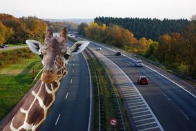 giraffe on the background of the highway as digital manipulation