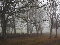 fog among forest trees