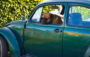 Cute and beautiful, brown dog in the beautiful, shiny, green Volkswagen Beetle car, near the green plants