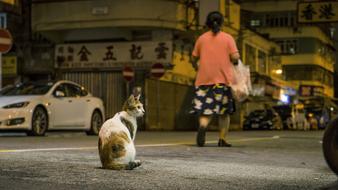 Street People and cat