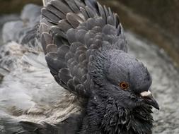 head of city pigeon close up