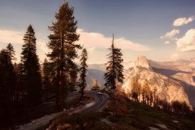 Yosemite National Park California forest