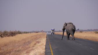 Elephant walking on road, Botswana
