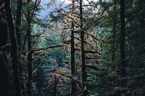 green Woods Forest Landscape