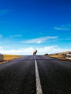 Horse road