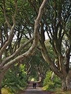 People, on the road, among the beautiful, dark hedges in Ireland