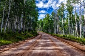 Colorado Aspens forest Landscape