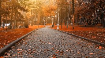 paved Path in Park at fall, turkey, istanbul