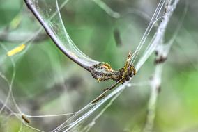 dragonfly in a spider web on the street on a blurred background