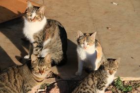street cats in the sun close up