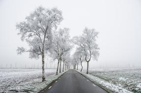 Beautiful, foggy landscape with the road, among the snowy fields and trees, in winter
