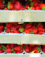 Beautiful and ripe, red strawberries in the white boxes