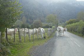 cows graze along the road in the fog