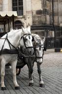 Street horse black and white