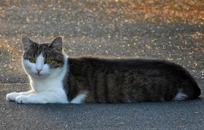 Cat Mieze Cute road