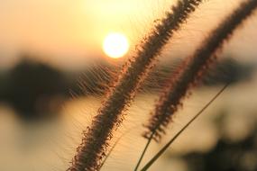 Morning Light Surat