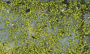 Lime green Blossom