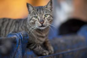 portrait of Cute grey cat Animal