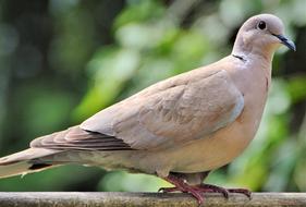 Dove Bird Street