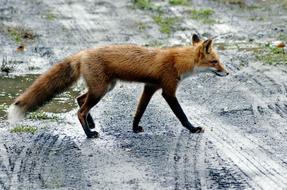 Road Fox Red wildlife