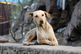 Beautiful, cute, brown and white dog, sitting on the stone fence, near the plants