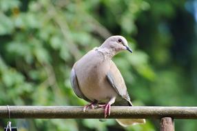 Beautiful, cute and colorful dove bird, on the fence, near the plants
