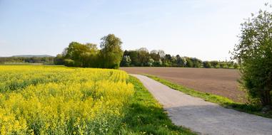 Landscape Away and yellow flowers
