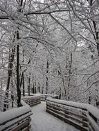 the bridge among the trees in the frost in winter