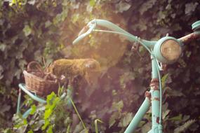 Close-up of the beautiful, retro, mint bike with the wicker basket, near the green ivy plants in light in Netherlands