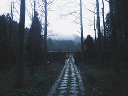 Beautiful road, among the dark forest with green trees