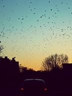 Birds Fly sunset sky
