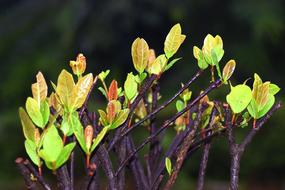 Beautiful, green and red leaves on the dark branches, in autumn