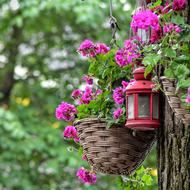 Amsterdam Flowers and red lamp